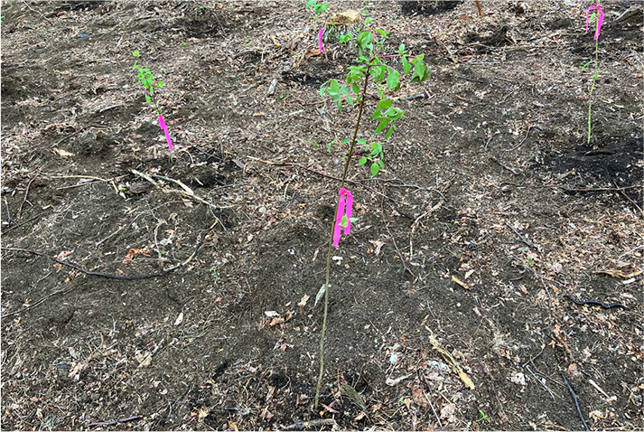 山梨県笛吹市での植樹活動