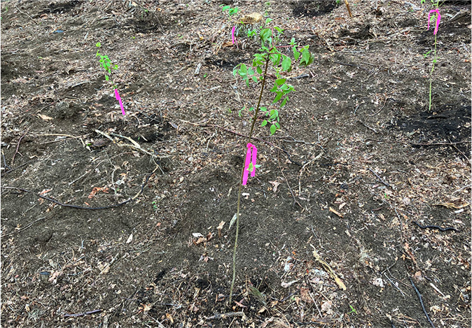 山梨県笛吹市での植樹活動